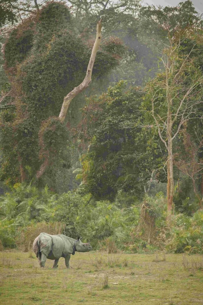 Kaziranga